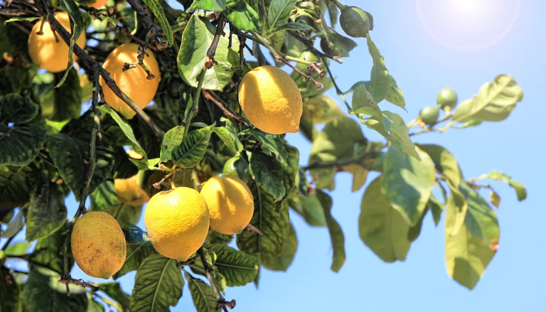 Maladies du citronnier en photos : identifiez les symptômes pour mieux traiter