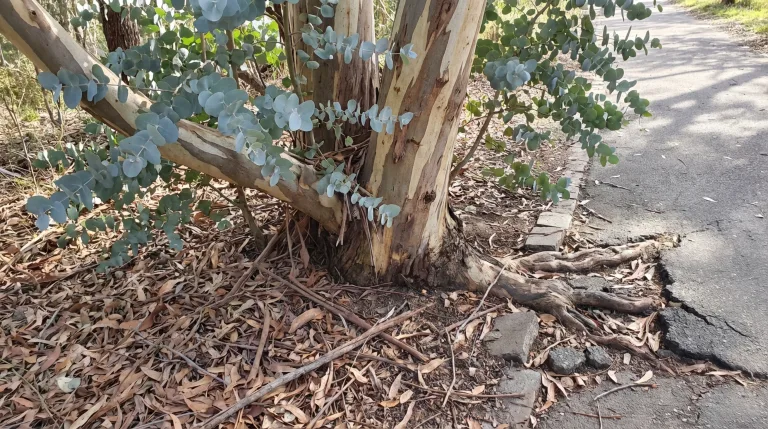 Eucalyptus gunnii : les inconvénients à ne pas négliger